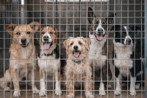 Menhelyi kutyák örökbefogadásra várva