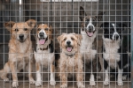 Menhelyi kutyák örökbefogadásra várva