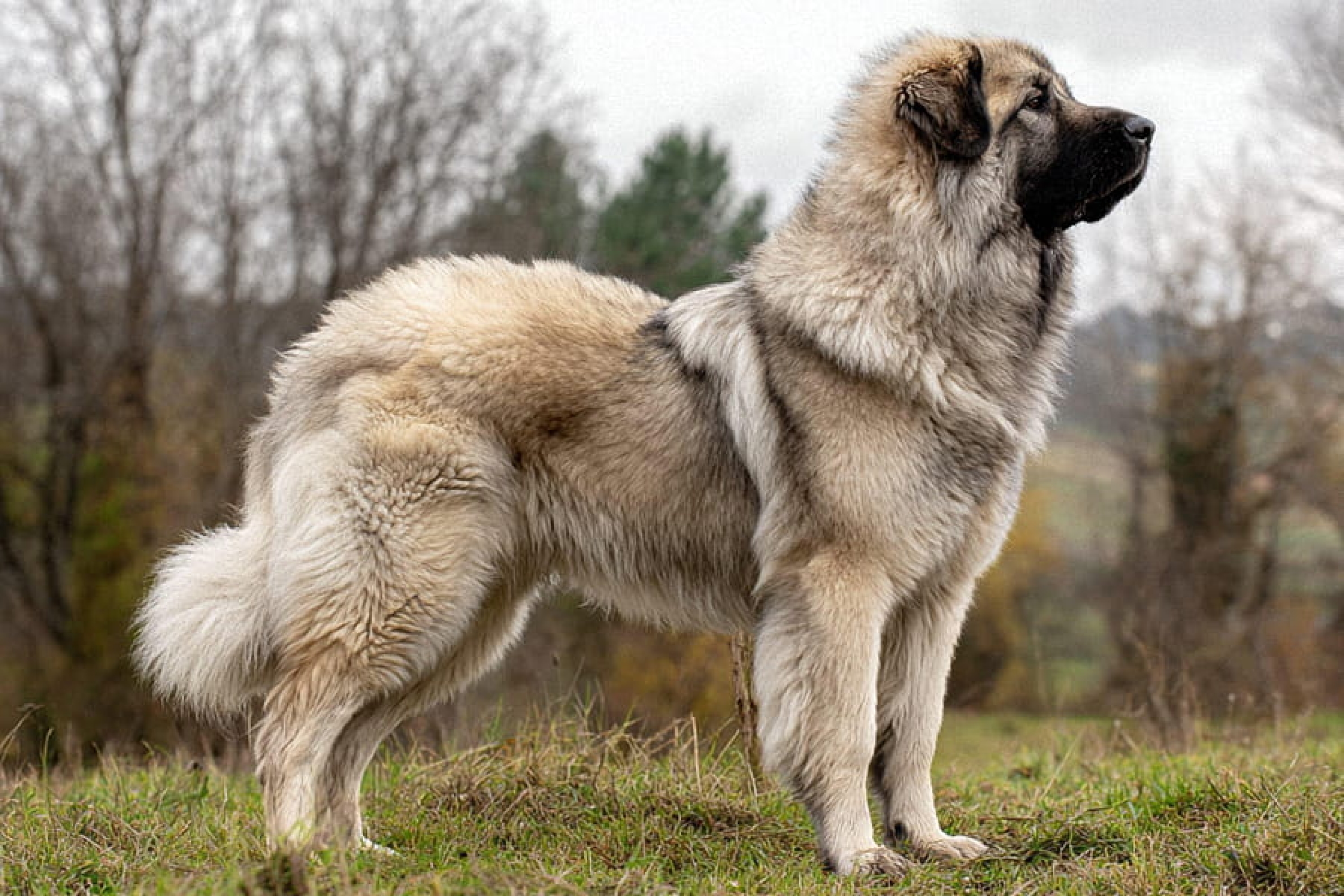 Sarplaninac