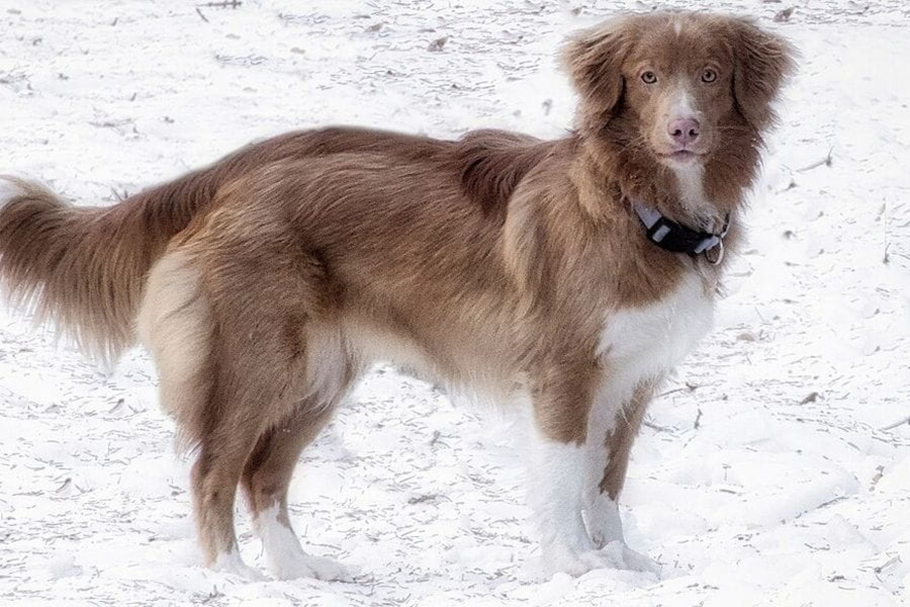 Új-skóciai kacsa-vadász retriever