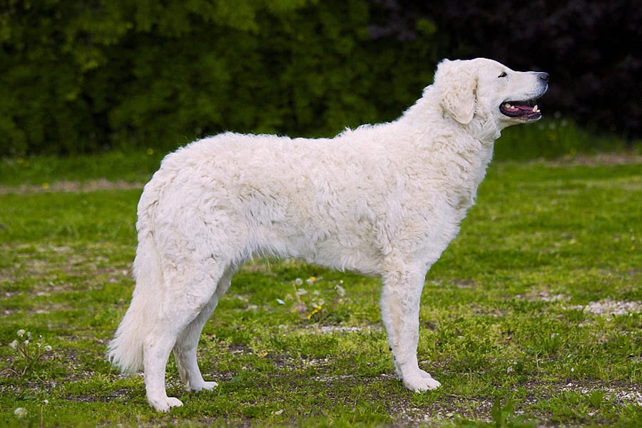 Kuvasz kutyafajta