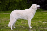 Kuvasz kutyafajta