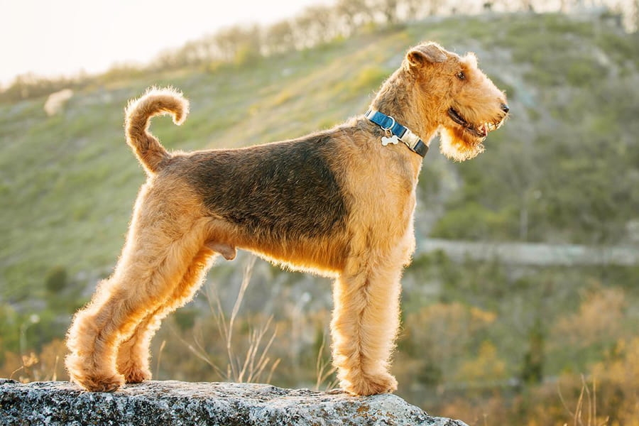 Airedale terrier – nagytestű, drótszőrű terrier