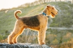 Airedale terrier – nagytestű, drótszőrű terrier