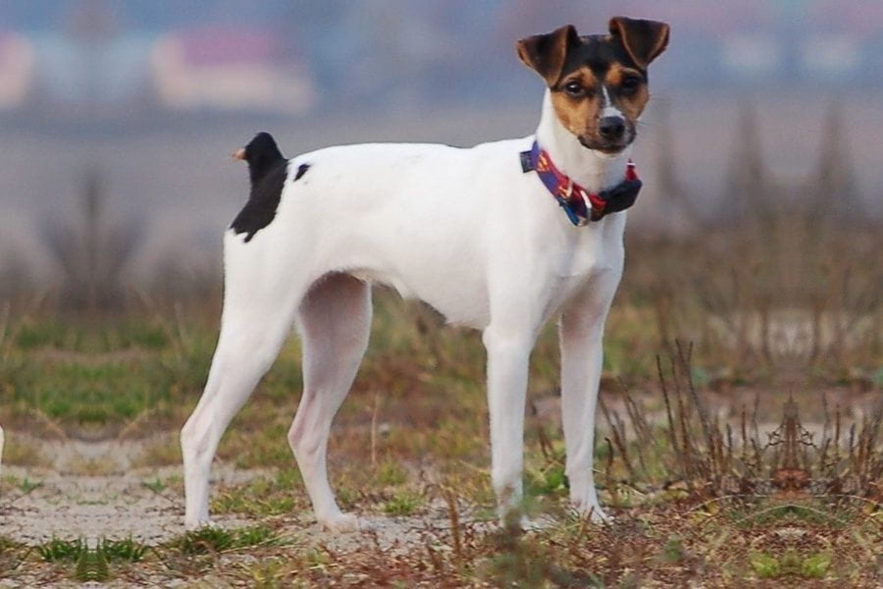 Brazil terrier