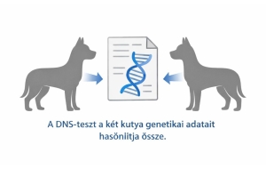 A DNS-teszt két azonos fajtájú kutya genetikai adatait hasonlítja össze a rokonsági kapcsolat megállapításához.