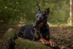 Dobermann – elegáns, őrző-védő kutya