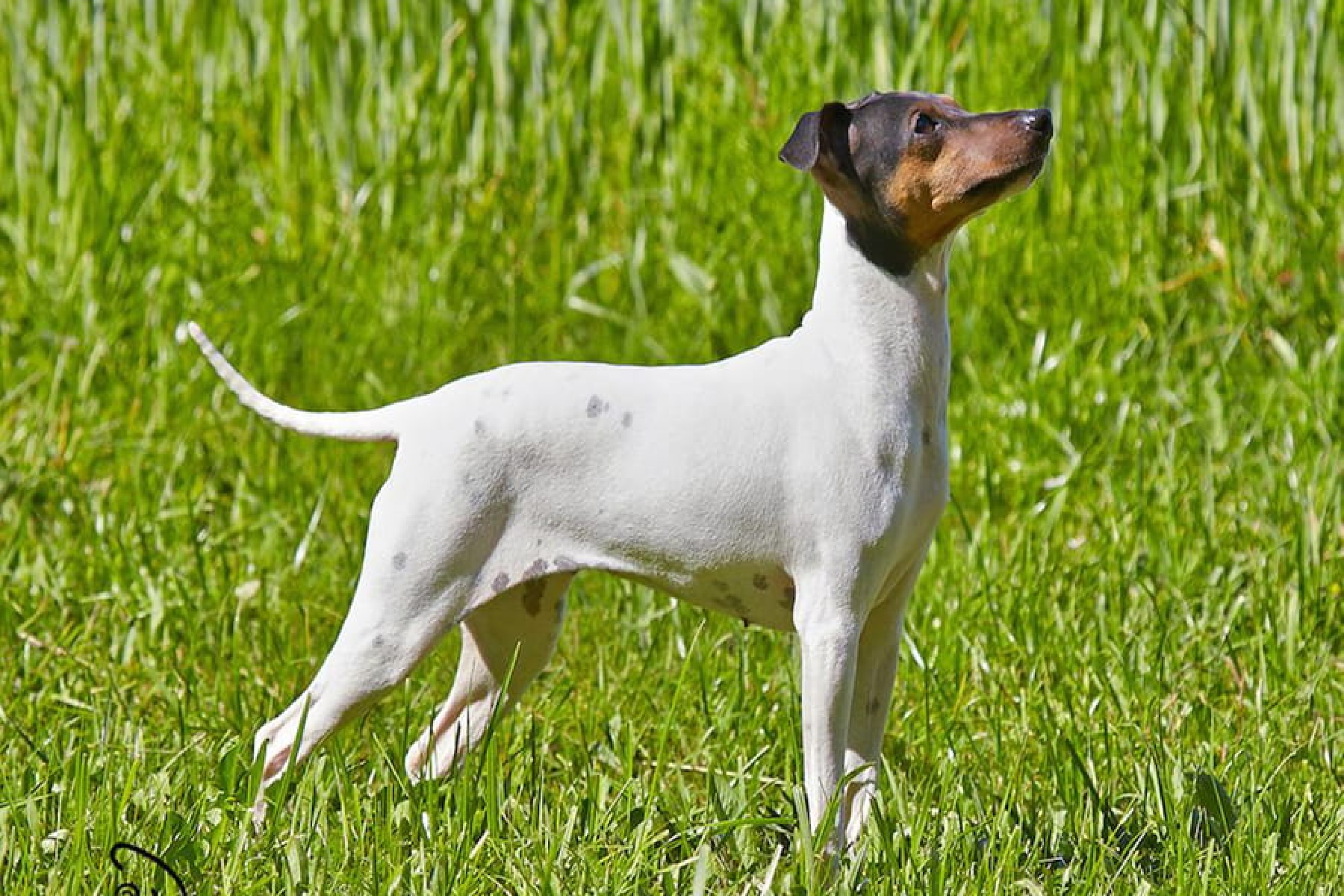 Japán terrier