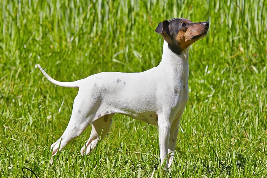 Japán terrier – kistestű, rövid szőrű terrier