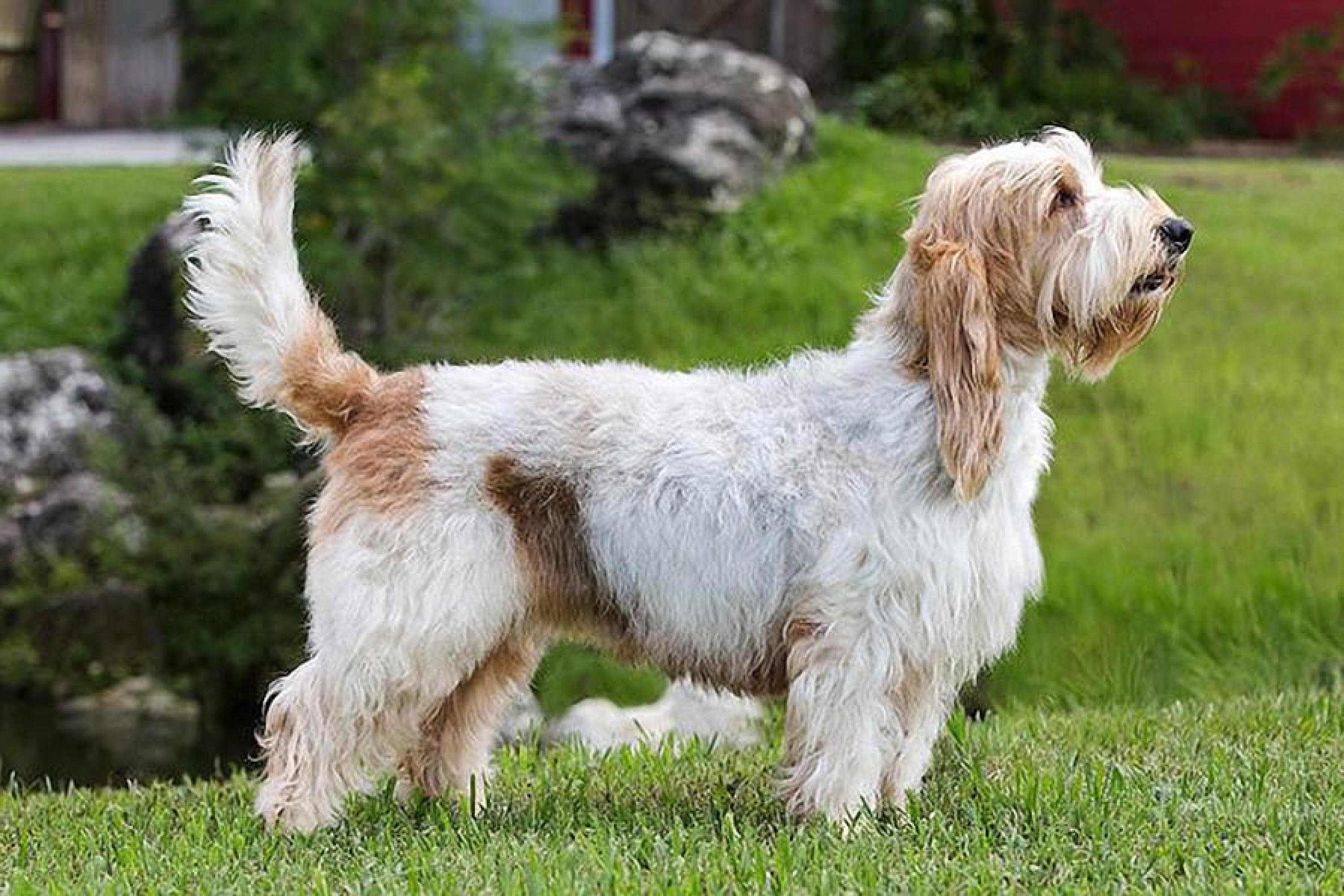 Grand basset griffon vendéen