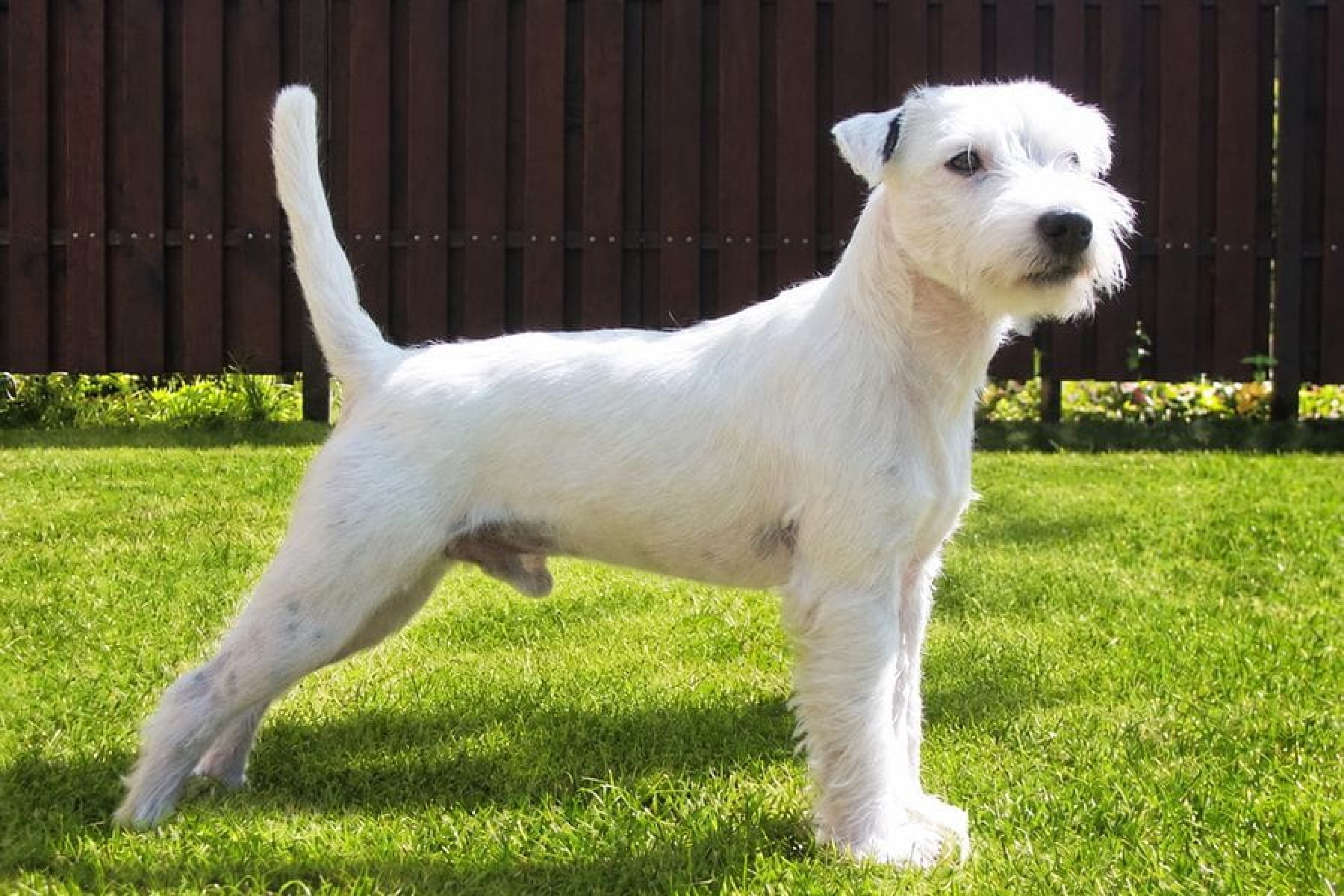 Parson Russell terrier