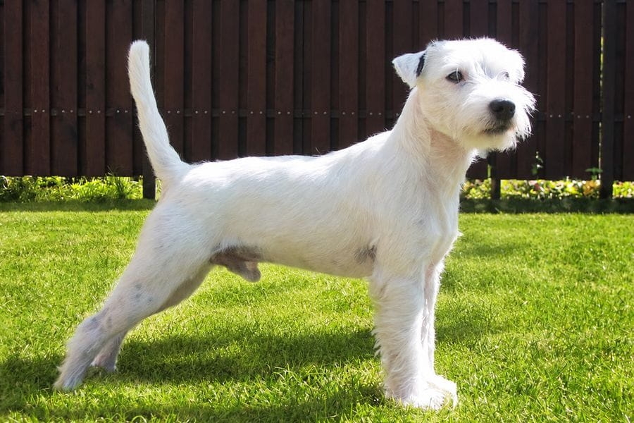 Parson Russell terrier kutyafajta