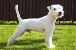 Parson Russell terrier kutyafajta