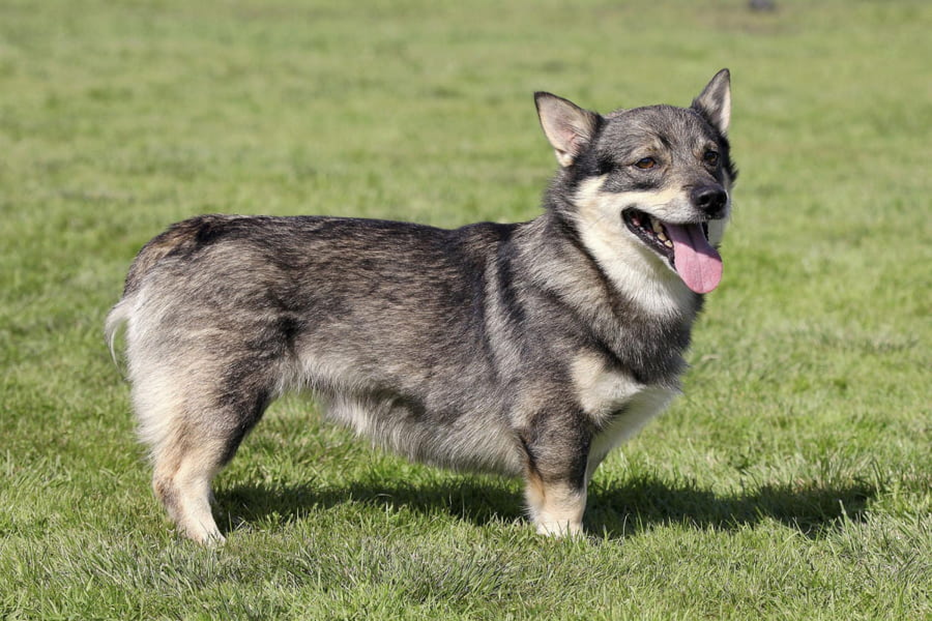 Svéd vallhund